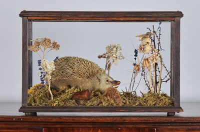 Lot 407 - Taxidermy: A Cased European Hedgehog...