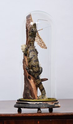 Lot 415 - Taxidermy: Saltwater Crocodile with Stick...