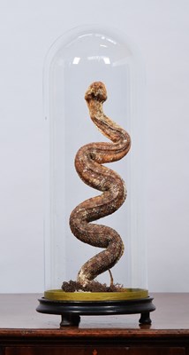 Lot Taxidermy: A European Common Adder or Viper...