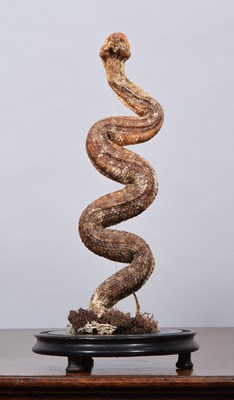 Lot 88 - Taxidermy: A European Common Adder or Viper...