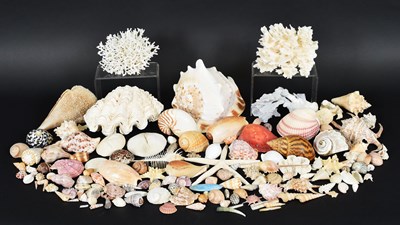 Lot 86 - Conchology: A Large Collection of World...