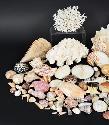 Lot 86 - Conchology: A Large Collection of World...