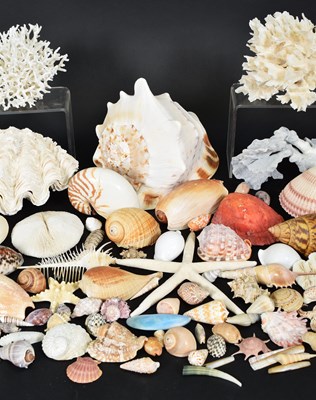 Lot 86 - Conchology: A Large Collection of World...