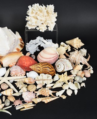 Lot 86 - Conchology: A Large Collection of World...