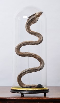Lot Taxidermy: Philippine Cobra Under a Dome (Naja...