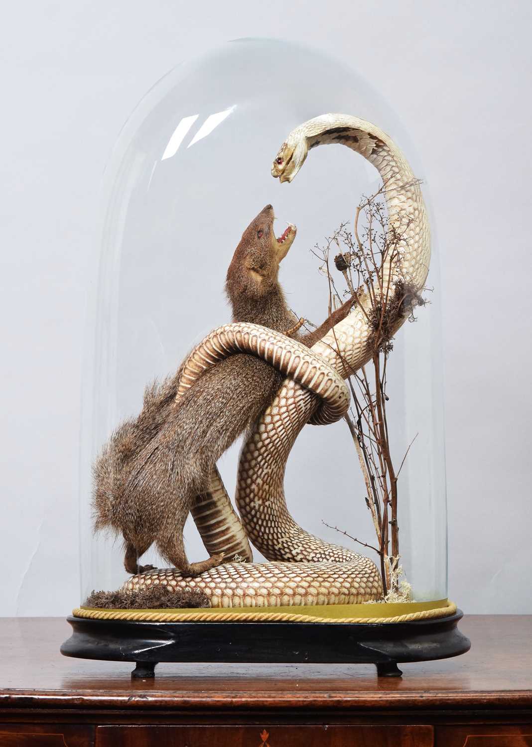 Lot 51 - Taxidermy: An Indian Cobra and Mongoose, circa...