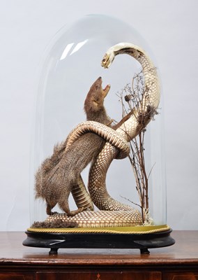 Lot Taxidermy: An Indian Cobra and Mongoose, circa...