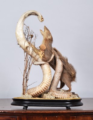 Lot 51 - Taxidermy: An Indian Cobra and Mongoose, circa...