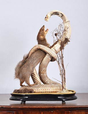 Lot 51 - Taxidermy: An Indian Cobra and Mongoose, circa...