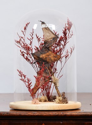 Lot 408 - Taxidermy: A Late Victorian Pipistrelle Bat...