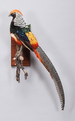 Lot 410 - Taxidermy: Lady Amherst's Pheasant...