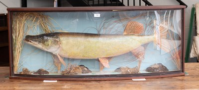 Lot 192 - Taxidermy: A Cased Northern Pike (Esox lucius),...