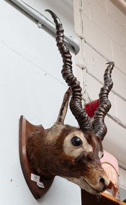 Lot 34 - Taxidermy: Indian Blackbuck (Antilope...