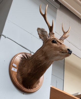 Lot 18 - Taxidermy: Sika Deer (Cervus nippon), an adult...