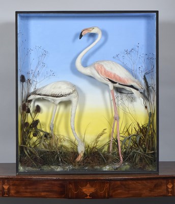 Lot Taxidermy: A Late Victorian Cased Pair of...