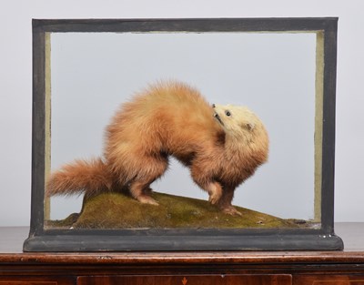 Lot Taxidermy: A Cased European Polecat (Mustela...