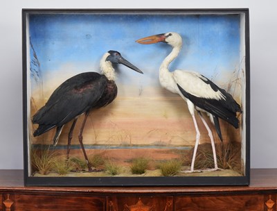 Lot Taxidermy: A Late Victorian Cased Wooly-necked...