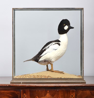 Lot Taxidermy: A Cased Goldeneye Duck (Bucephala...
