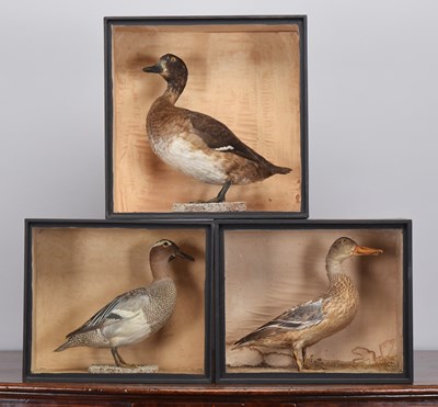 Lot Taxidermy: A Group of Three Late Victorian...