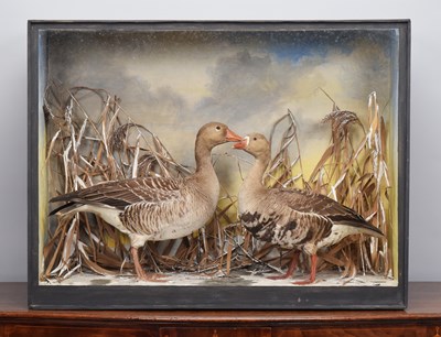 Lot Taxidermy: A Late Victorian Cased Greater...