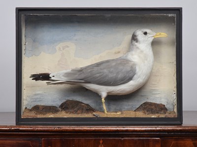 Lot Taxidermy: A Late Victorian Cased Black-legged...