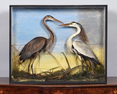 Lot Taxidermy: A Late Victorian Cased Purple Heron...