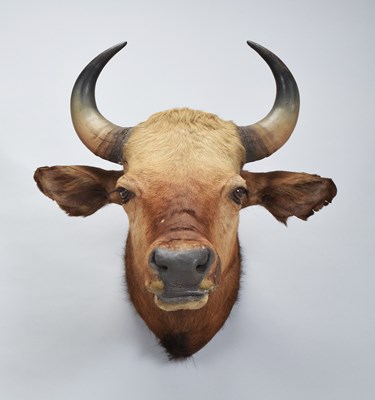 Lot Taxidermy: Indian Gaur Buffalo (Bos gaurus...