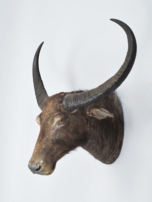 Lot Taxidermy: Asian Wild Water Buffalo ( Bubalus...