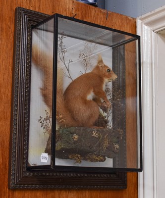Lot 1197 - Taxidermy: A Wall Cased Red Squirrel (Sciurus...