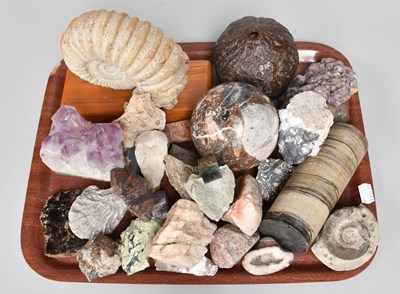 Lot 41 - Natural History, including ammonite fossil,...