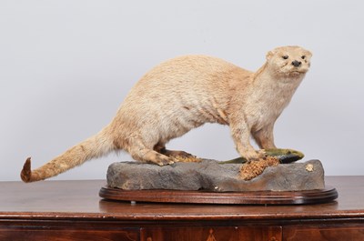 Lot Taxidermy: European Otter (Lutra lutra), circa...