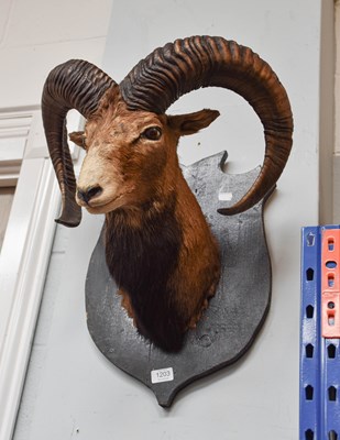 Lot 1203 - Taxidermy: European Mouflon (Ovis aries...