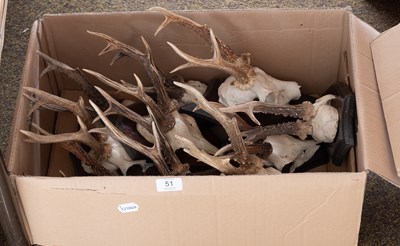 Lot 51 - Antlers/Horns: A Group of Ten Sets of Roebuck...