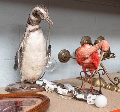 Lot 188 - Taxidermy: Megallanic Penguin and Scarlet Ibis,...