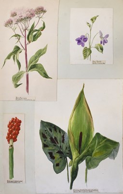 Lot 2111 - Botanical Studies. A collection of nineteenth...