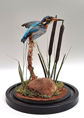 Lot 1206 - Taxidermy: European Kingfisher (Alcedo athis),...