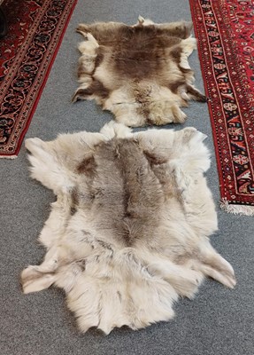Lot 1196 - Hides/Skins: European Reindeer, (Rangifer...