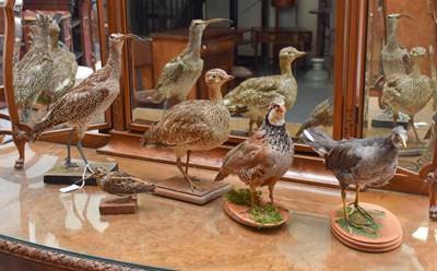 Lot 1195 - Taxidermy: A Group of Taxidermy Birds, to...