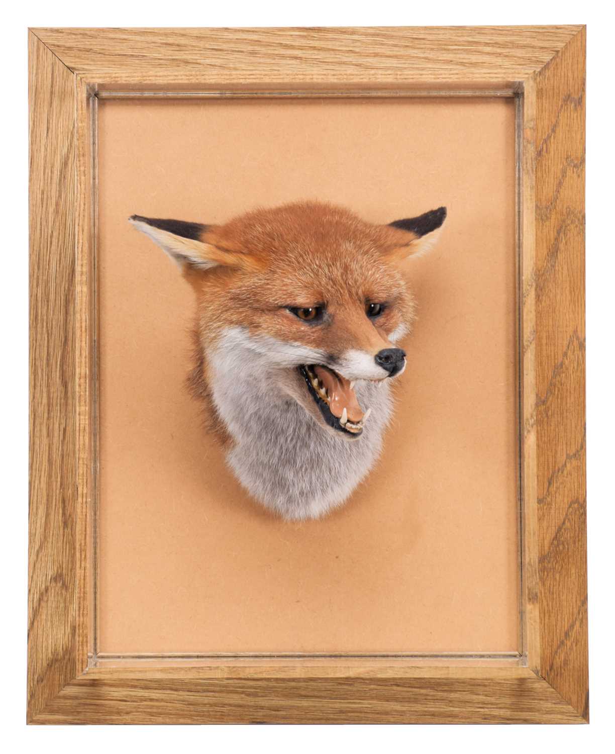 Lot 64 - Taxidermy: A Cased Red Fox Mask (Vulpes...