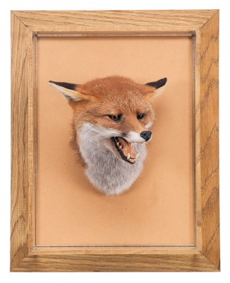 Lot Taxidermy: A Cased Red Fox Mask (Vulpes...