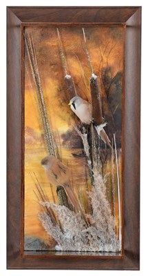 Lot Taxidermy: A Wall Cased Bearded Reedling...