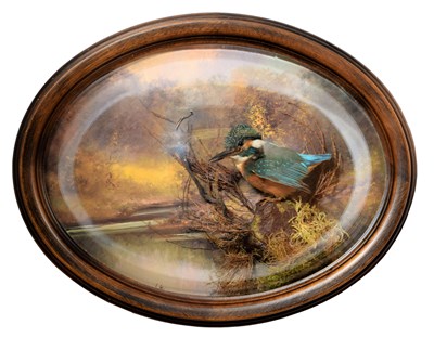 Lot Taxidermy: A Wall Domed European Kingfisher...