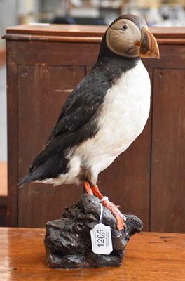 Lot 1205 - Taxidermy: Atlantic Puffin (Fratercula...