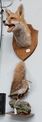 Lot 1198 - Taxidermy: A Red Fox Mask and Common Snipe,...