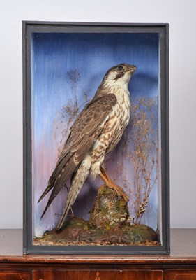 Lot Taxidermy: A Late Victorian Cased Peregrine...