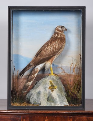 Lot Taxidermy: A Late Victorian Cased Hen Harrier...