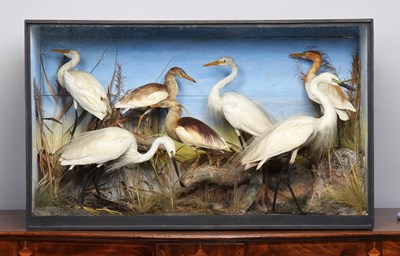 Lot Taxidermy: A Late Victorian Cased Display of...