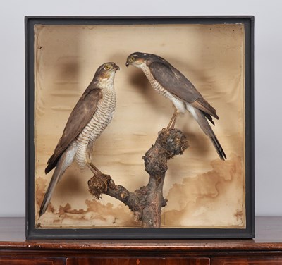 Lot Taxidermy: A Late Victorian Case of European...