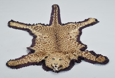 Lot Taxidermy: Indian Leopard Skin Rug (Panthera...