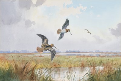 Lot 1029 - John Cyril Harrison (1898-1985) Snipe in...